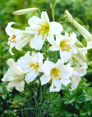 Lilium, Lily Regale Album - XL balení - 50 ks.