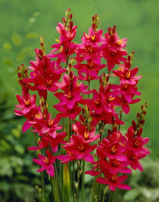 Ixia - Vénusz - XXXL csomag - 1250 db.; kukorica liliom