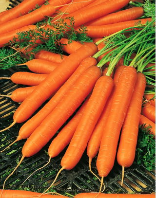 Carotte - Amsterdam 3 - Racines sucrées et juteuses pour récolte précoce - Graines fraîches