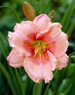 Daylily - Janice Brown - GIGA Pack! - 50 pcs.