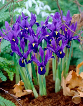 Reticulate Iris - Pixie - GIGA Pack! - 500 pcs.