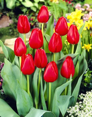 Tulipán - Hollandia - Giga csomag - 250 db