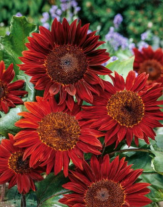 Girasol - Red Sun - Helianthus annuus - 100 g - Perfectas para flores cortadas, amigable con aves - Semillas frescas