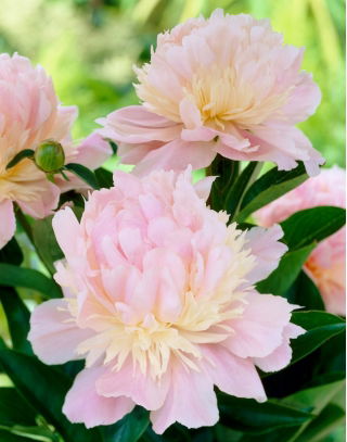 Peony, Paeonia - 'Angel Cheeks' - Seedling