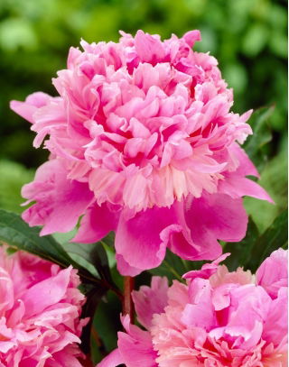 Peonia, Paeonia „Monsieur Jules Elie” - piantine - Confezione gigante - 50 unità