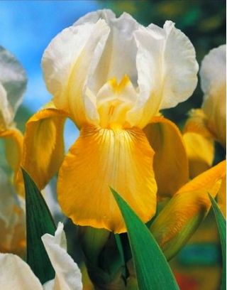 Iris germanica White and Yellow