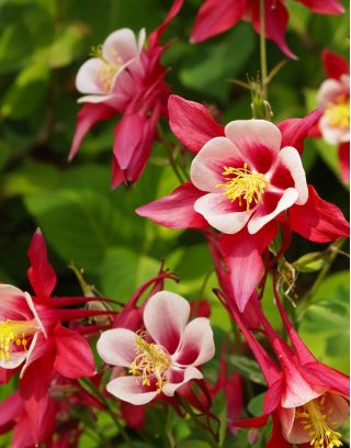 Columbine - Mc Kana's - Aquilegia x hybrida - Dazzling Multi-Toned Blooms with Bold Petals - Fresh Seeds