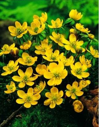 Eranthe d'Hiver - Eranthis cilicica - paquet de 5 pièces