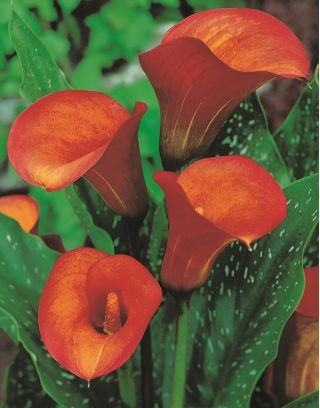 Calla Flame; arum lily, calla lily
