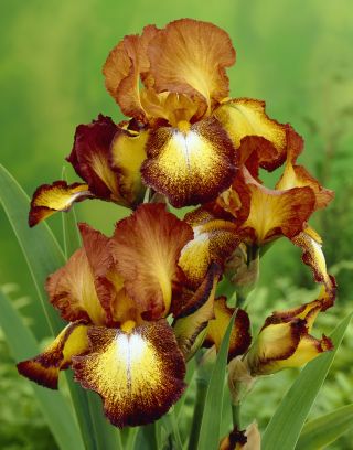 Iris germanica, Deutsche Schwertlilie, Ritter-Schwertlilie, Blaue Schwertlilie, Echte Schwertlilie Bronze