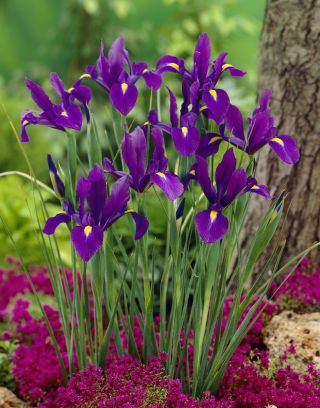 Iris hollandica, Holländische Schwertlilie Purple Sensation - 10 Zwiebeln