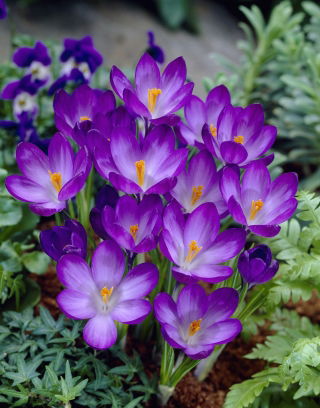 番红花红宝石巨人 -  10个洋葱 - Crocus tommasinianus Ruby Giant