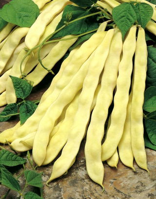 Fagiolo rampicante - Goldmarie - Crescita vigorosa, baccelli gialli lunghi e teneri - Semi Freschi