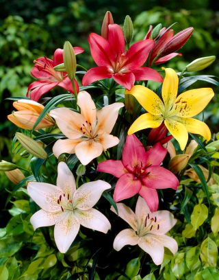 Lily - valg af 3 blomsterløg