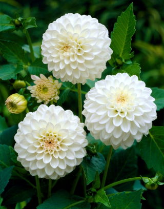 Dahlia - White Aster