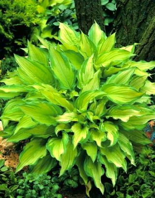 Hosta, Funkie, Herzblattlilie Albopicta