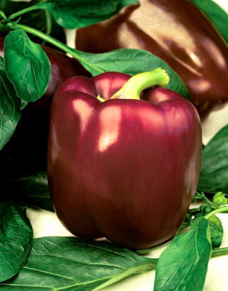 Paprikat - Sweet Chocolate - makea - 75 siemenet - Capsicum L.