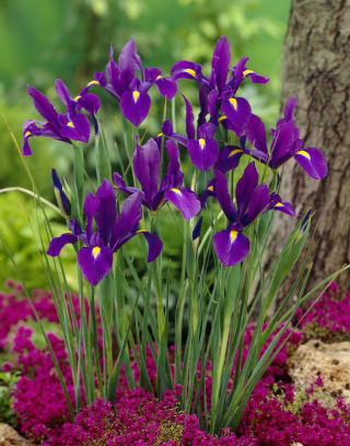 Hollannin iiris - Purple Sensation - säästöpakkaus! - 100 kpl - 