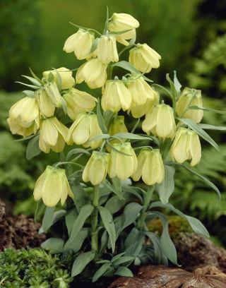 Fritillary Siberia - Fritillaria pallidiflora - paket besar! - 10 buah; Fritillaria pallidiflora - 