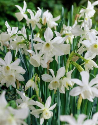 Påskelilje, Narcissus Thalia - stor pakke! - 50 stk.