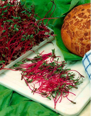 Microgreens - Red beetroot - young uniquely tasting leaves - 250 grams
