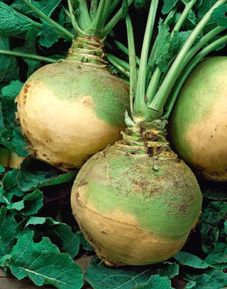Kaszubska krmná rutabaga - 500 g; krmný švéd - 
