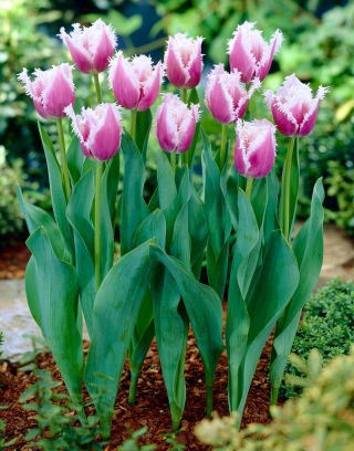 Tulip Cummins - gros paquet ! - 50 pieces