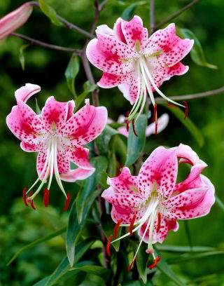 Lily - Rubrum Uchida