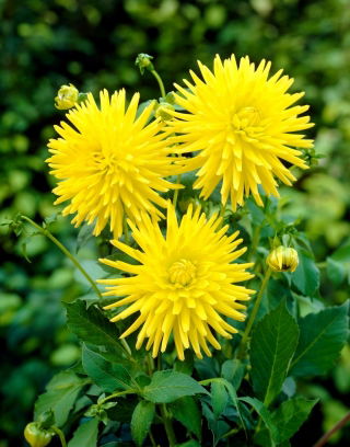 Dahlia - Kennemerland - veľké balenie! - 10 ks