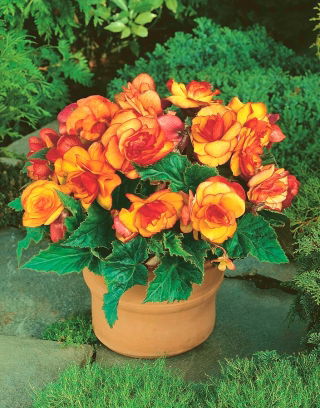 Picotee Begonia gialla - giallo-arancione - confezione grande! - 20 pezzi