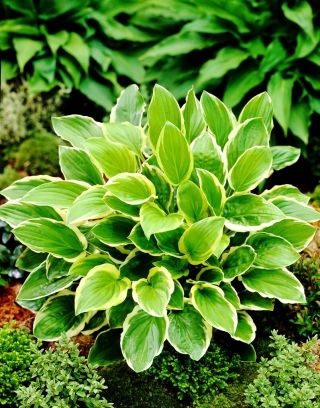 So Sweet hosta, plantain lily - a fragrant variety