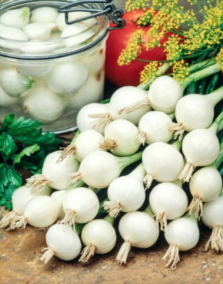 Cebolla De Barletta - variedad blanca, temprana, suave y ligeramente dulce - 