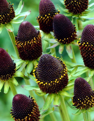Green Wizard Western coneflower (Rudbeckia occidentalis) - 1 pc