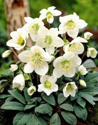 Helleborus, Hellebores Niger - veliko pakiranje! - 10 kom