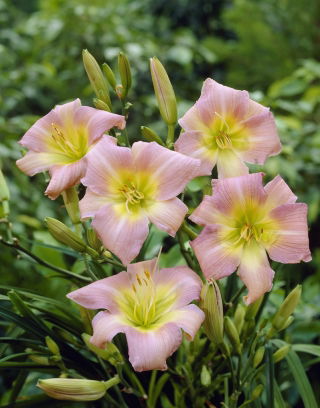 Hemerocallis, Taglilie Catherine Woodberry - XL-Packung - 50 Stk