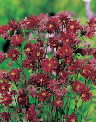 Aquilegia,  Columbine, Granny's Bonnet Bordeaux Barlow - XL pack - 50 pcs