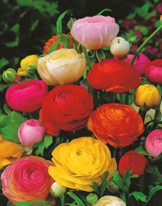 Ranunculus, Buttercup Tomer Mix - XXXL csomag - 500 db.