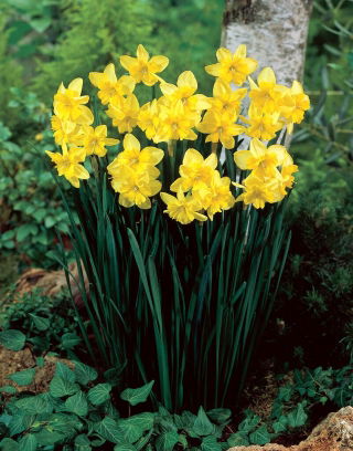 Narcis trojdílný - XL balení - 50 ks.