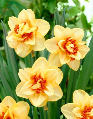 Innovator daffodil - 3 pcs