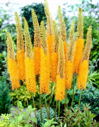Eremurus, Foxtail Lilies Pinokkio - XL pakke - 50 stk