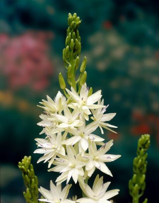 Great camas Semiplena - large package! - 20 pcs; large camas