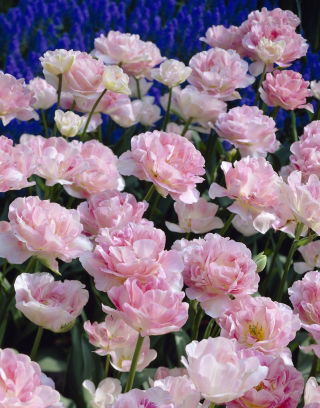 Tulipa Angelique - Tulip Angelique - XXXL pack  250 pcs