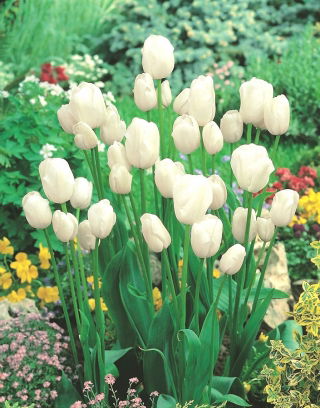 Tulip - White Bouquet - Large Pack! - 50 pcs