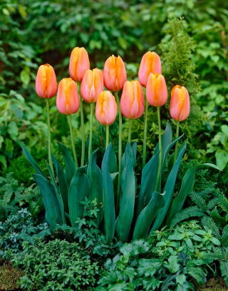 Tulip - Dordogne - GIGA Pack! - 250 pcs