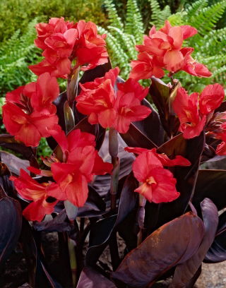 Bloemriet, Canna 'Red Futurity' - 1 wortelstok