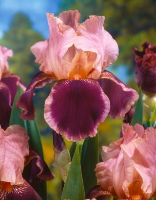 Iris 'Wine and Roses' - Large Pack! - 10 pcs.