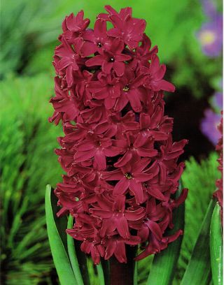 ดอกผักตบชวา - ไม้ดอกผักตบชวา - 3 หลอด - Hyacinthus