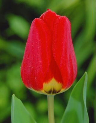 Tulipa Apeldorn  - 郁金香Apeldorn  -  5个洋葱