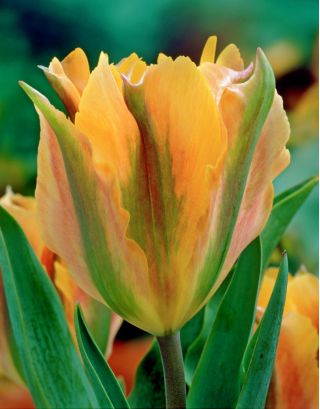 Tulipa Golden Artist - Tulip Golden Artist - 5 bulbs