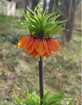 Set 2 – Orange crown imperial – 12 pcs; imperial fritillary, Kaiser's crown